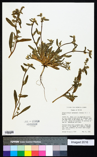 Plagiobothrys kingii var. harknessii image