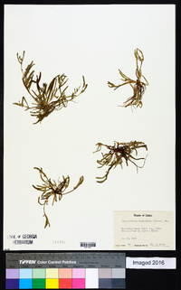 Sonnea hispida image