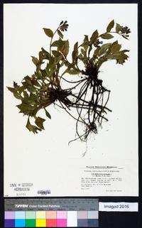 Pulmonaria officinalis image