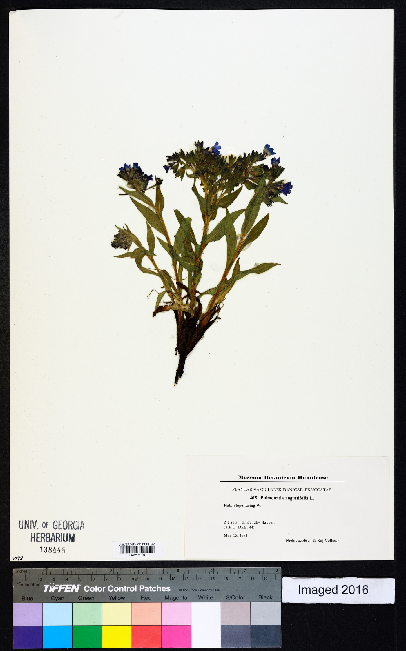 Pulmonaria angustifolia image