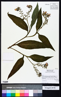 Symphytum officinale image