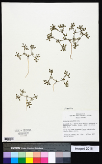 Tiquilia nuttallii image