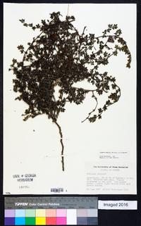 Tiquilia purpusii image