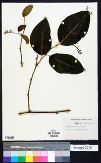 Tournefortia maculata image