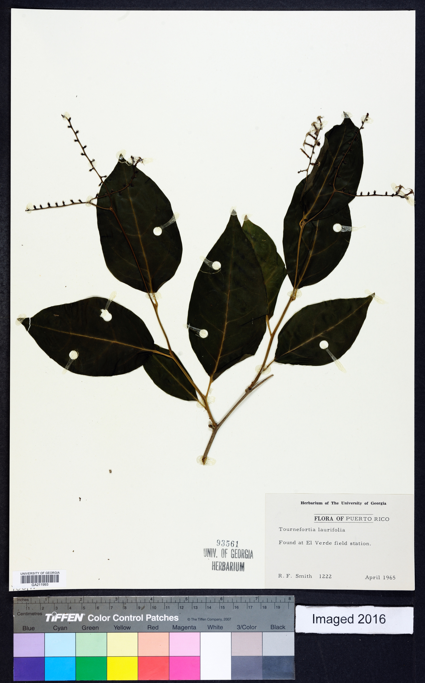 Tournefortia laurifolia image