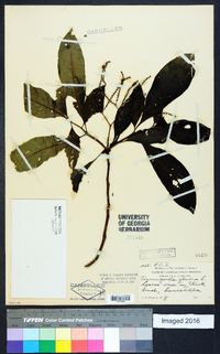 Tournefortia glabra image