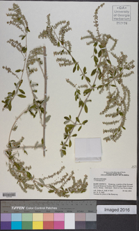 Aloysia gratissima image