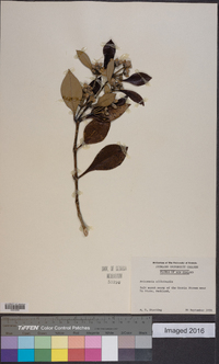 Avicennia officinalis image