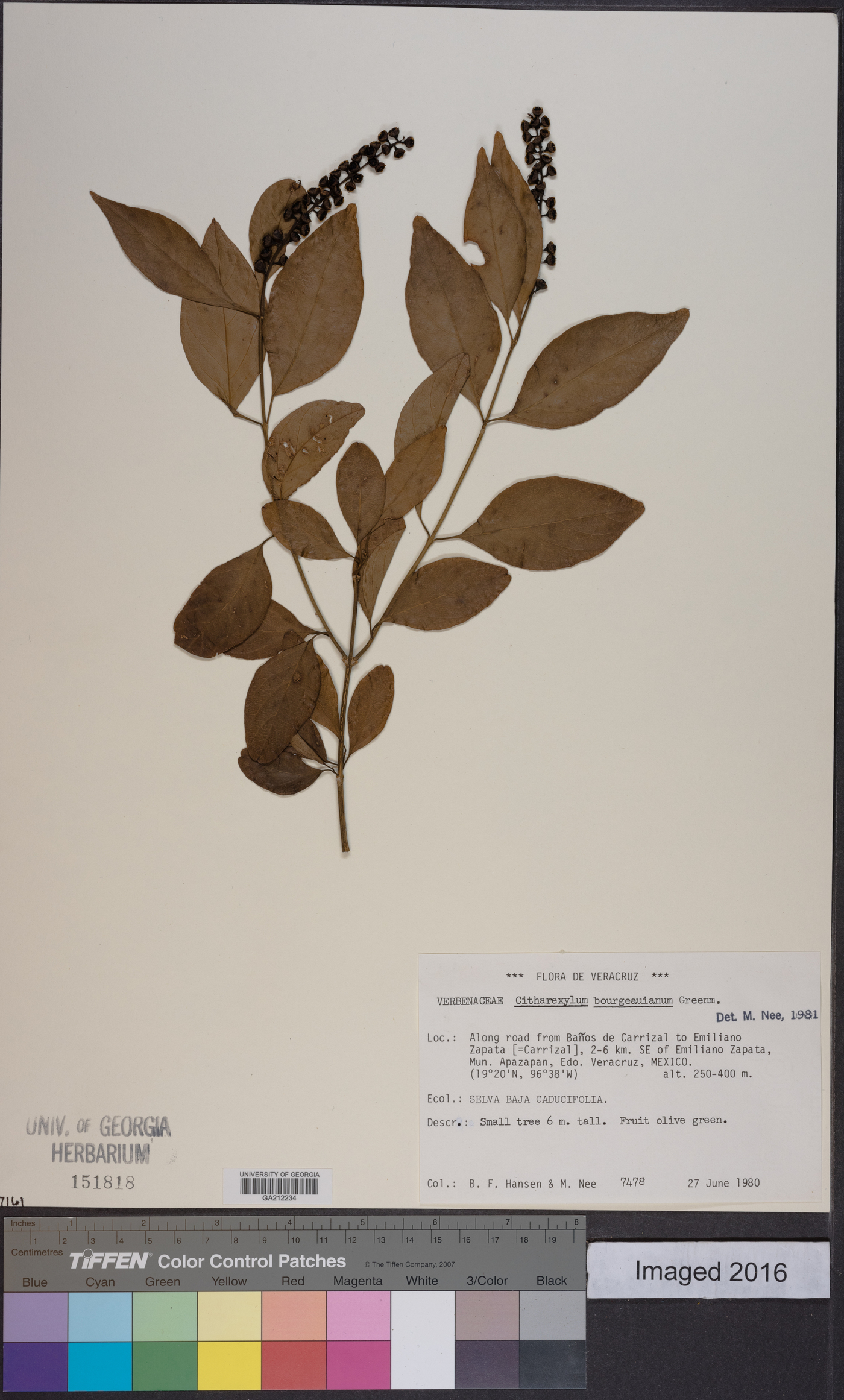 Citharexylum bourgeauanum image