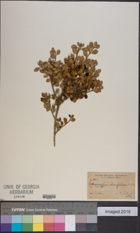 Citharexylum ilicifolium image