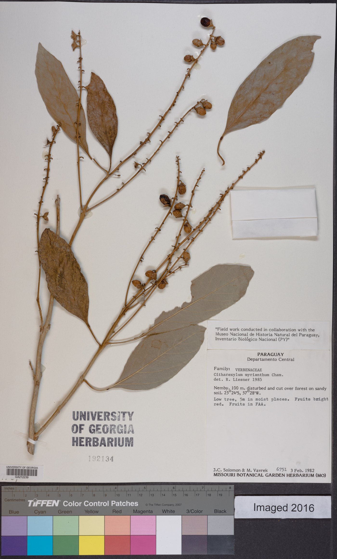 Citharexylum myrianthum image