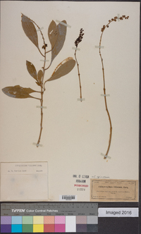 Citharexylum spinosum image