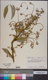 Clerodendrum indicum image