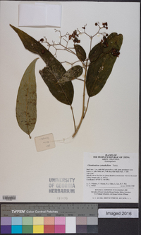 Clerodendrum cyrtophyllum image