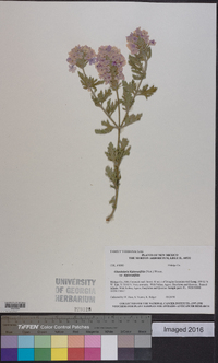 Glandularia bipinnatifida var. bipinnatifida image