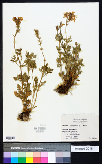 Glandularia canadensis image