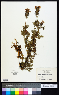 Glandularia canadensis image