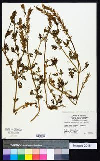 Glandularia canadensis image