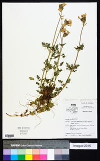 Glandularia canadensis image