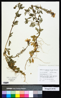 Glandularia canadensis image