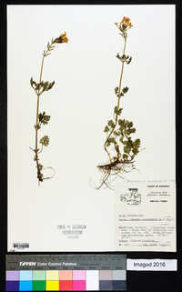 Glandularia canadensis image