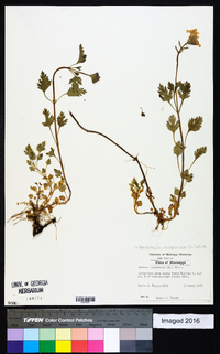 Glandularia canadensis image