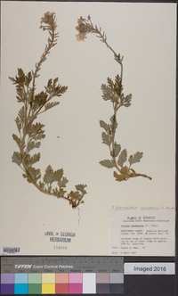 Glandularia canadensis image