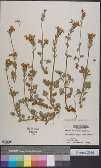 Glandularia canadensis image