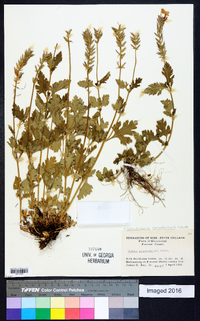 Glandularia canadensis image