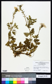 Glandularia canadensis image