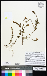 Glandularia pulchella image