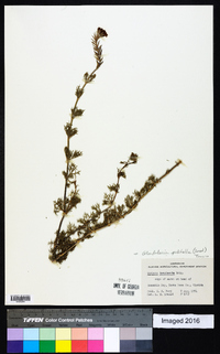 Glandularia pulchella image