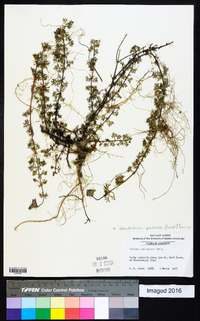 Glandularia pulchella image