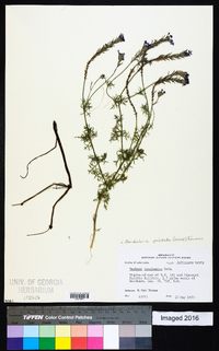 Glandularia pulchella image