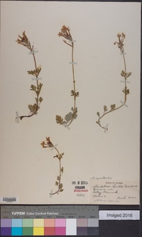 Glandularia canadensis image