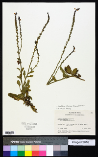 Glandularia lilacina image