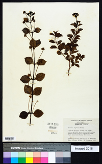 Lantana depressa image