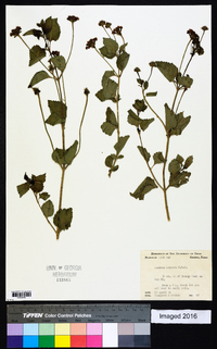 Lantana horrida image