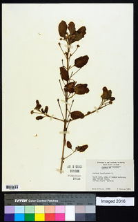 Lantana involucrata image