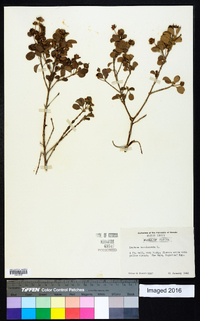 Lantana involucrata image