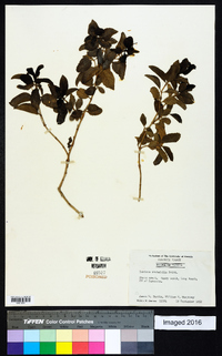 Lantana ovatifolia image