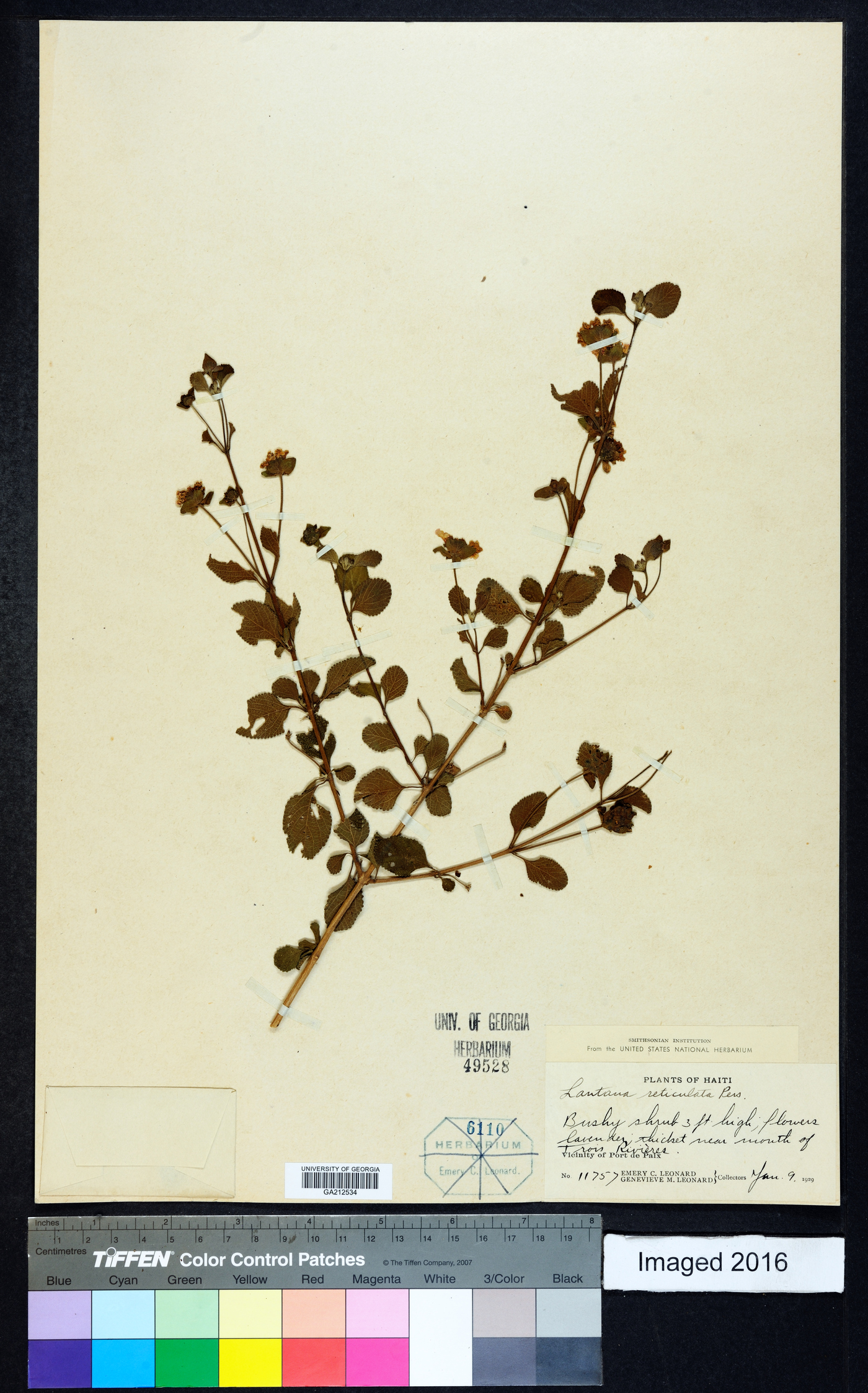 Lantana reticulata image