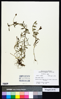 Phyla nodiflora image