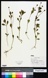 Phyla nodiflora image