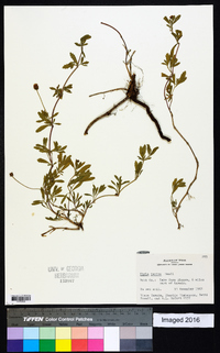 Phyla nodiflora image