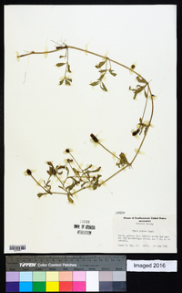 Phyla nodiflora image