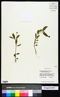 Phyla lanceolata image