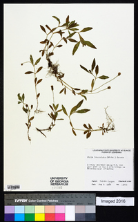 Phyla lanceolata image