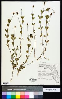 Phyla nodiflora image