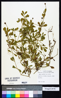 Phyla nodiflora image